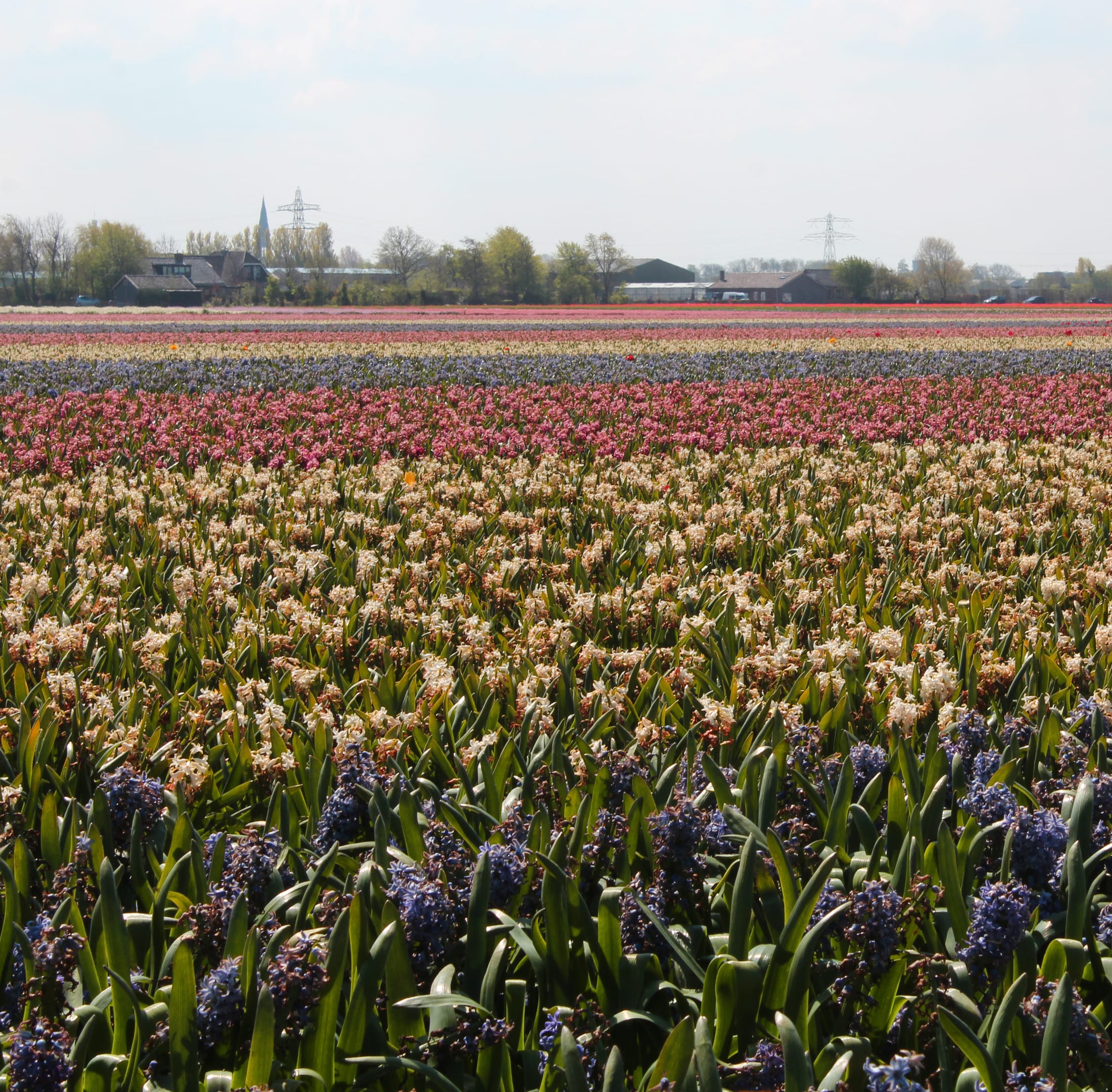 Rotterdam